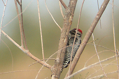 LADDER BACKED WOODPECKER . THE SALTON SEA . CALIFORNIA . USA . 13 . 11 . 2004