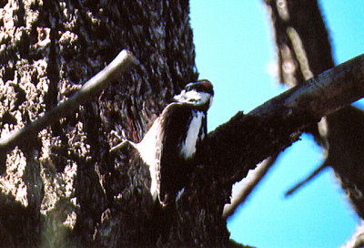 HAIRY WOODPECKER , THE HURKEY CREEK CAMP GROUND , CALIFORNIA , USA . 24 , 11 , 2004