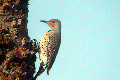 NORTHERN FLICKER ( Male ) , LAS FLORES DRIVE , BRAWLEY , CALIFORNIA , USA . 22 , 11 , 2004