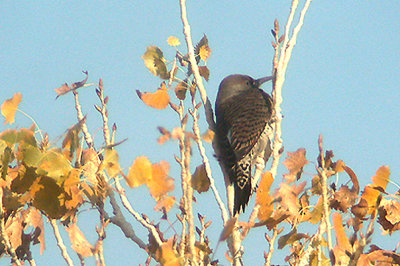 NORTHERN FLICKER , THE BIG MORRONGO CANYON RESERVE , CALIFORNIA , USA . 19 , 11 , 2004