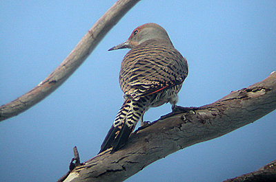 NORTHERN FLICKER . ( Female ) . THE SALTON SEA . CALIFORNIA . USA . 13 . 11 . 2004