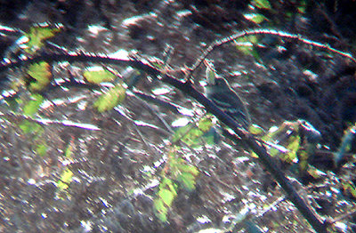  ALDER FLYCATCHER . NANJIZAL VALLEY . CORNWALL . 8 / 10 / 2008