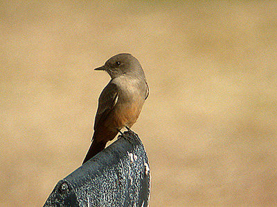 SAY`S PHOEBE , LA QUINTA , CALIFORNIA , USA . 10 , 11 , 2004