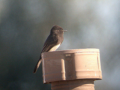 Black Phoebe . Sayornis nigricans