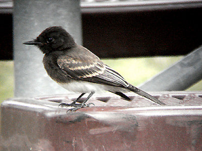 BLACK PHOEBE . THE HURKEY CREEK CAMPGROUND . CALIFORNIA . USA . 24 . 7 . 2009