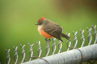VERMILION FLYCATCHER , THE COACHELLA WILD BIRD CENTER , CALIFORNIA , USA . 21 , 11 , 2004