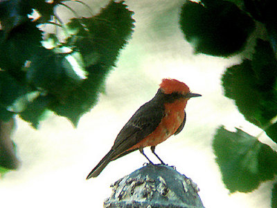 VERMILION FLYCATCHER . THE BIG MORONGO CANYON PRESERVE . CALIFORNIA . USA . 26 . 7 . 2008