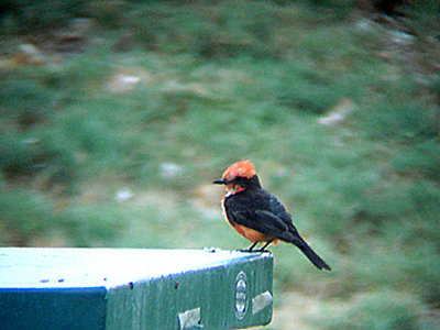 VERMILION FLYCATCHER . THE BIG MORONGO CANYON PRESERVE . CALIFORNIA . USA . 29 . 7 . 2009