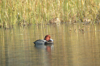 Redhead . Aythya americana