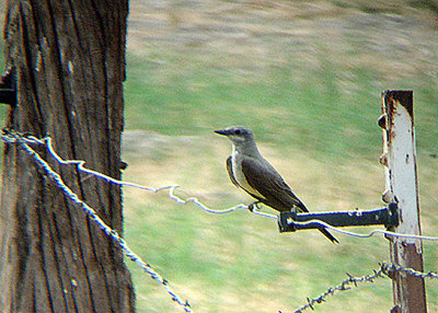 WESTERN KINGBIRD . THE COACHELLA BIRD RESERVE . INDIO . CALIFORNIA . USA . 25 . 7 . 2009
