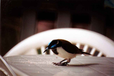 BLUE FACED HONEYEATER .TONDOON BOTANICAL GARDENS .  GLADSTONE . QUEENSLAND . AUSTRALIA . 6 . 6 . 2000  