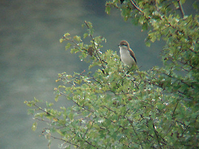 BROWN SHRIKE . STAINES MOOR . SURREY . 14 . 10 . 2009