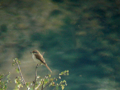 BROWN SHRIKE . STAINES MOOR . SURREY . 14 . 10 . 2009