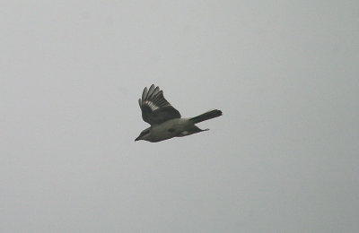 GREAT GREY SHRIKE , COLATON RALEIGH COMMON , DEVON , 11 , 11 , 2013