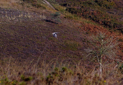 GREAT GREY SHRIKE . AYLESBEARE COMMON . DEVON . 17 . 10 . 2010