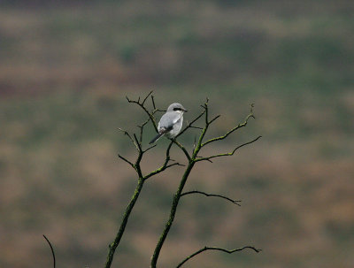 GREAT GREY SHRIKE . COLATON RALEIGH COMMON . DEVON . 11 . 11 . 2013