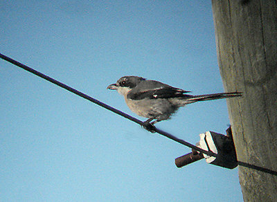 IBERIAN GREY SHRIKE . BARROCA DE ALVA MARSH . PORTUGAL . 27 . 8 . 2009