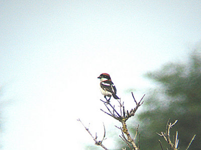 WOODCHAT SHRIKE , DAWLISH WARREN , DEVON , 4 , 6 , 2007
