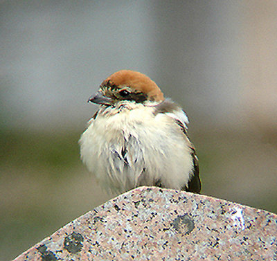 WOODCHAT SHRIKE , FORD PARK CEMETERY , PLYMOUTH , DEVON , 28 , 4 , 2009