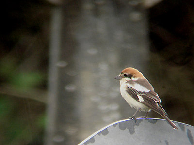 WOODCHAT SHRIKE . FORD PARK CEMETERY . PLYMOUTH . DEVON . 28 . 4 . 2009
