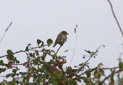 WOODCHAT SHRIKE ( Juvenile ) . NANQUIDNO VALLEY . CORNWALL . 30 . 9 . 2009