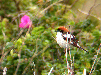 WOODCHAT SHRIKE . DAWLISH WARREN . DEVON . 4 / 6 / 2002