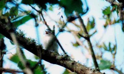 RED EYED VIREO . NANQUIDNO VALLEY . CORNWALL . 5 / 10 / 2000