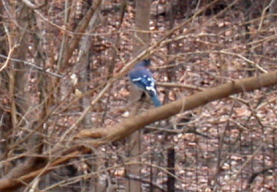BLUE JAY , CENTRAL PARK , NEW YORK , USA . 25 , 3 , 2004