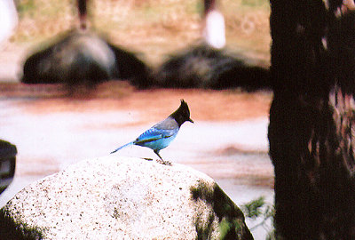 STELLER`S JAY , LAKE HEMET , CALIFORNIA , USA . 24 , 11 , 2004