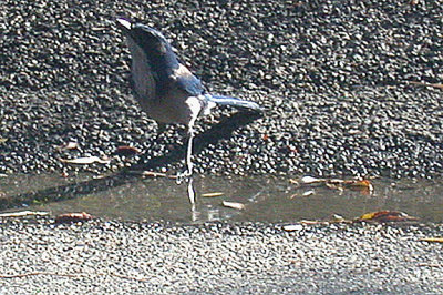 WESTERN SCRUB JAY , LAKE HEMET , CALIFORNIA , USA . 14 , 11 , 2004