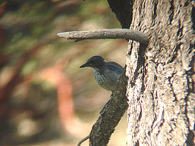 WESTERN SCRUB JAY . THE HURKEY CREEK CAMPGROUND . CALIFORNIA . USA . 23 . 7 . 2009