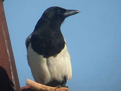  BLACK-BILLED MAGPIE . TOPSHAM . DEVON  . ENGLAND . 11 . 6 . 2002