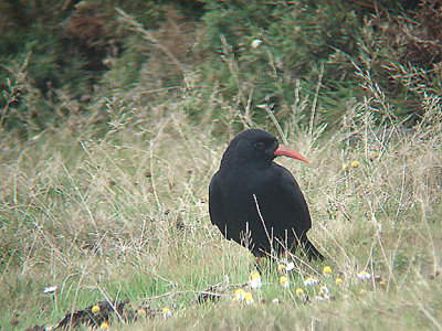 CHOUGH . CYNANCE COVE . THE LIZARD . CORNWALL . 1 . 10 . 2007