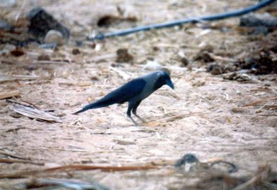  HOUSE CROW . THE DATE PALMS . EILAT . ISRAEL . 31 / 3 / 2001