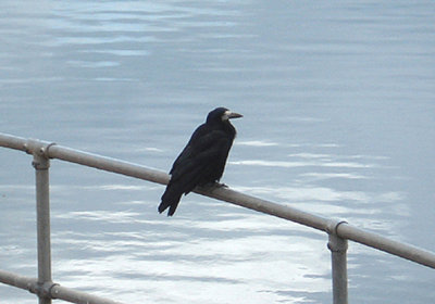 ROOK . CHEW VALLEY LAKE . SOMERSET . 16 . 6 . 2008