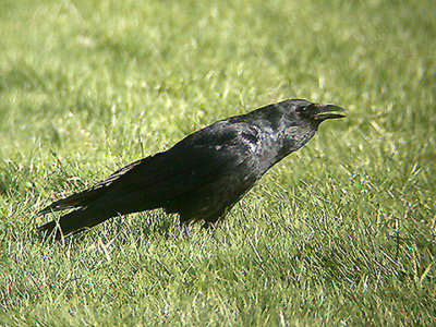 American Crow . Corvus brachyrhynchos