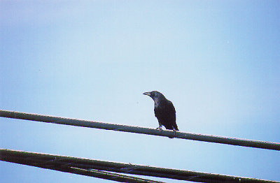 AMERICAN CROW , THE SAN ELIJO LAGOON , CALIFORNIA , 16 , 11 , 2004