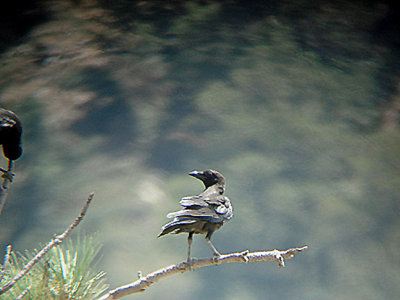 AMERICAN CROW . LAKE HEMET . CALIFORNIA . USA . 23 . 7 . 2009