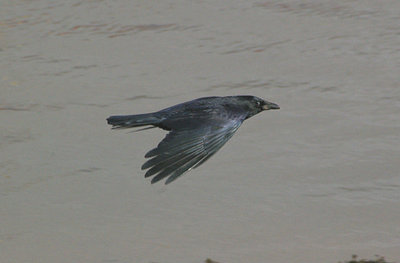 CARRION CROW . THE EXE ESTUARY . DEVON . 26 . 10 . 2010