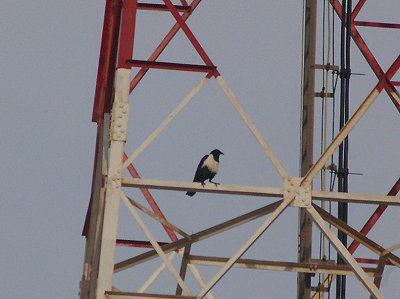 PIED CROW . Sth OF THE CAFE CHTOUKAN . WESTERN SAHARA . 5 / 3 / 2010