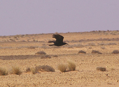  BROWN NECKED RAVEN . THE AOUSSARD ROAD . THE SAHARA DESERT . WESTERN SAHARA . 6 / 3 / 2010