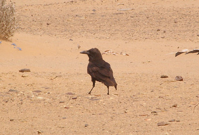  BROWN NECKED RAVEN . THE AOUSSARD ROAD . THE SAHARA DESERT . WESTERN SAHARA . 6 / 3 / 2010