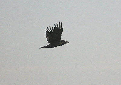 COMMON RAVEN . BOWLING GREEN MARSH . TOPSHAM . DEVON . ENGLAND . 15 . 11 . 2011