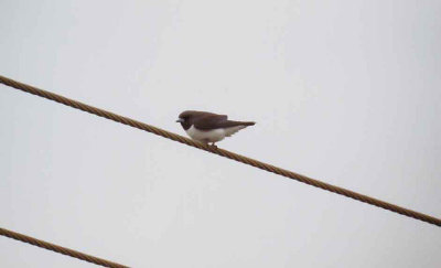 White-Breasted Woodswallow . Artamus leucorynchus