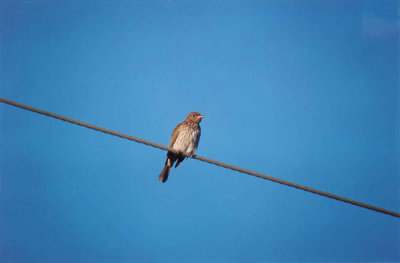   GREEN FIGBIRD ( Female ) . BARGARA . QUEENSLAND . AUSTRALIA . 4 . 6 . 2000