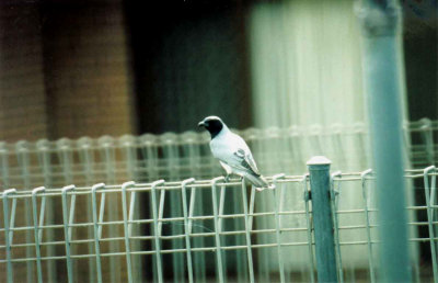  BLACK FACED CUCKOO SHRIKE .  HERVEY BAY .  QUEENSLAND .  AUSTRALIA . 26 . 5 . 2000  