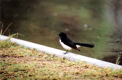 WILLIE WAGTAIL .  MAROOCHYDORE .  QUEENSLAND .  AUSTRALIA . 23 . 5 . 2000 