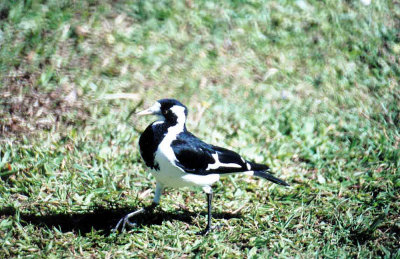 MAGPIE LARK .  HERVEY BAY .  QUEENSLAND .  AUSTRALIA . 25 . 5 . 2000  