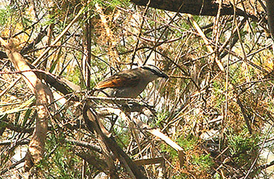 BLACK CROWNED TCHAGRA . THE OUED MASSA . MOROCCO . 9 / 3 / 2010