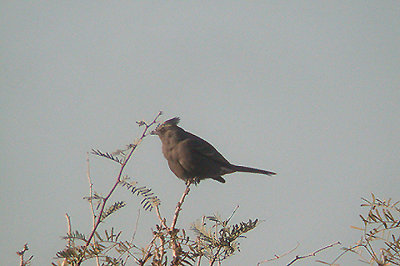 PHAINOPEPLA , THE COACHELLA WILD BIRD CENTER , INDIO , CALIFORNIA , USA . 20 , 11 , 2004